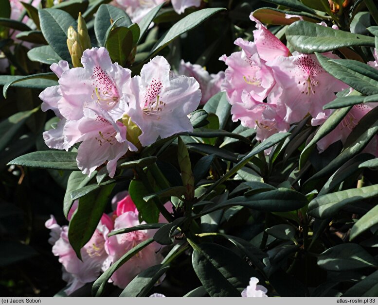 Rhododendron hort. Grugaperle