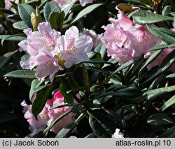Rhododendron hort. Grugaperle