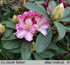 Rhododendron hort. Guyens's Fasching