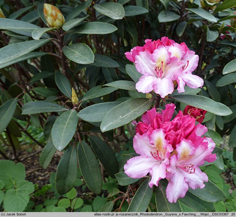 Rhododendron hort. Guyens's Fasching