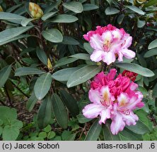 Rhododendron hort. Guyens's Fasching