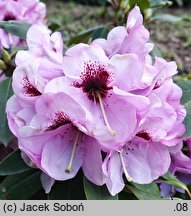Rhododendron hort. Hachmanns Mamamia