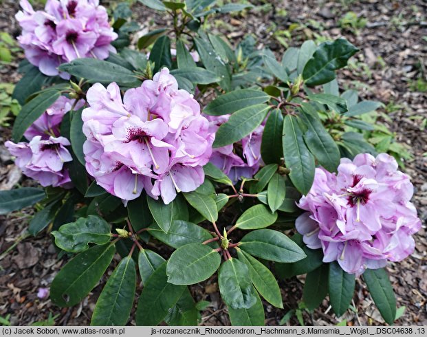 Rhododendron hort. Hachmanns Mamamia