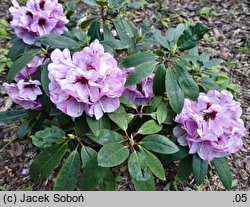 Rhododendron Hachmanns Mamamia