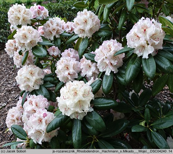 Rhododendron hort. Hachmanns Mikado