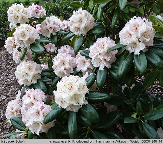 Rhododendron Hachmanns Mikado