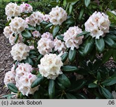 Rhododendron Hachmanns Mikado