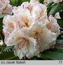 Rhododendron Hachmanns Mikado