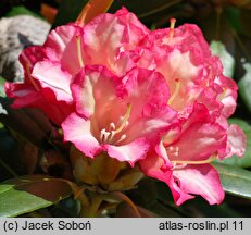 Rhododendron hort. Hachmanns Minkin