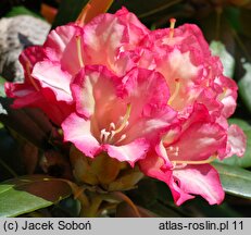 Rhododendron Hachmanns Minkin