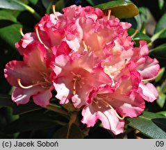 Rhododendron hort. Hachmanns Minkin