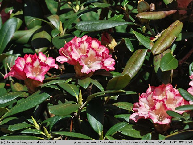 Rhododendron hort. Hachmanns Minkin