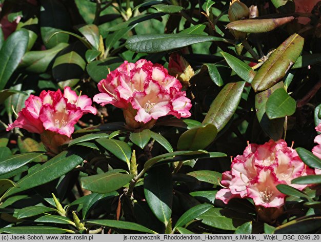 Rhododendron Hachmanns Minkin