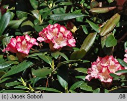 Rhododendron Hachmanns Minkin