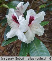 Rhododendron hort. Hachmann's Picobello