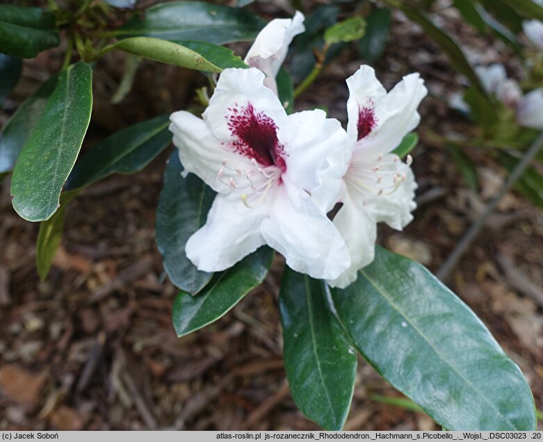 Rhododendron hort. Hachmann's Picobello