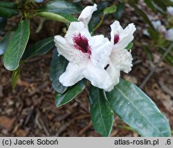 Rhododendron hort. Hachmann's Picobello
