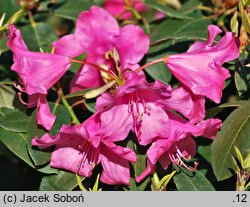 Rhododendron Hamburg