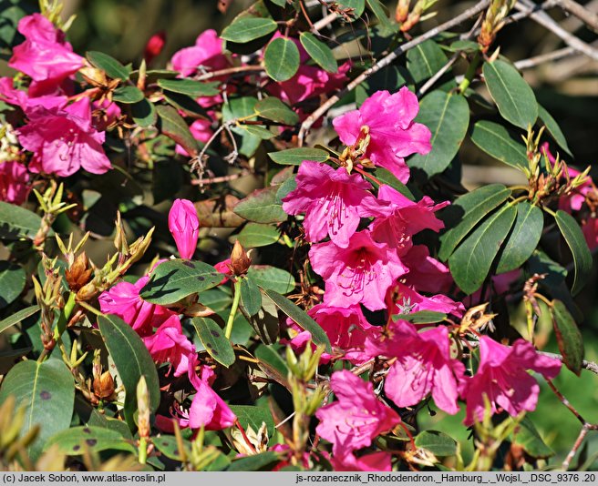 Rhododendron hort. Hamburg