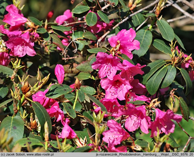 Rhododendron Hamburg