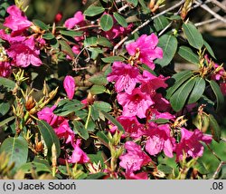 Rhododendron Hamburg