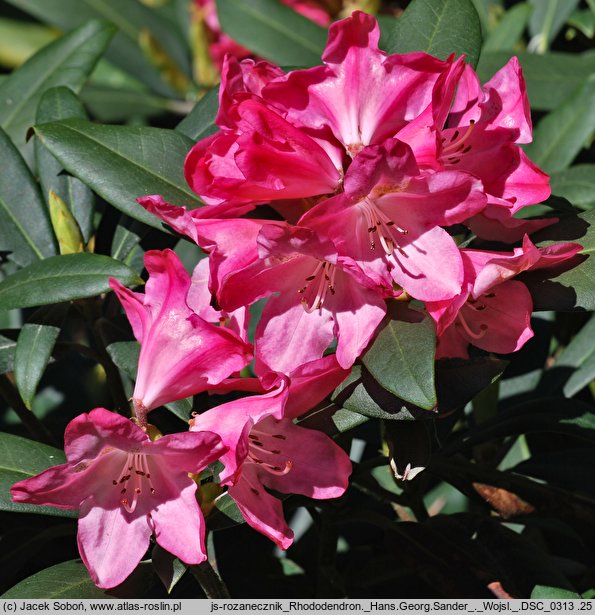 Rhododendron hort. Hans Georg Sander