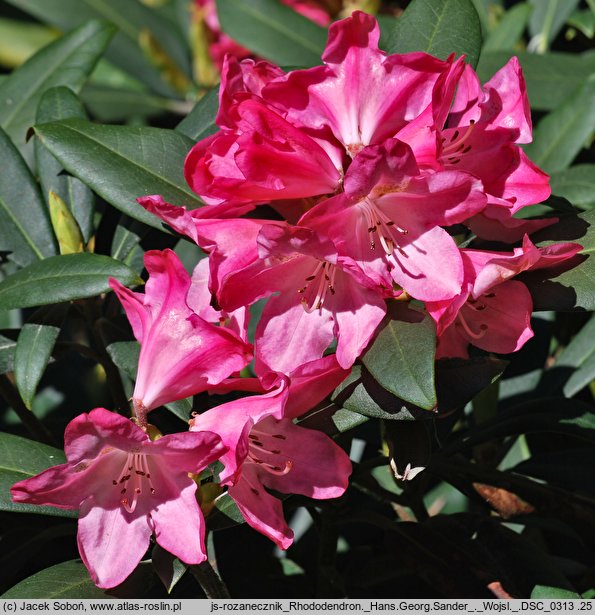 Rhododendron Hans Georg Sander