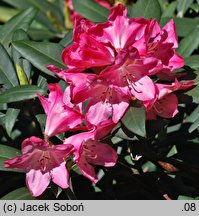 Rhododendron hort. Hans Georg Sander