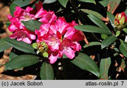 Rhododendron Hans Georg Sander