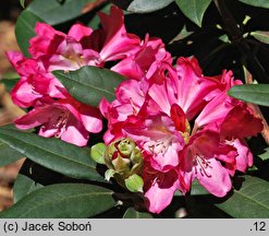 Rhododendron hort. Hans Georg Sander