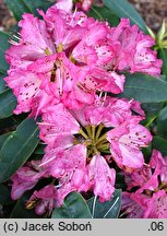 Rhododendron Hassan