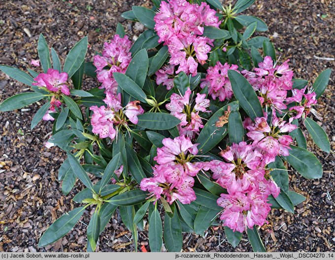 Rhododendron hort. Hassan