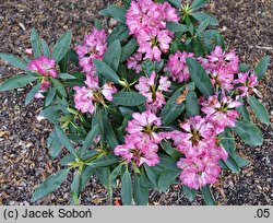 Rhododendron Hassan