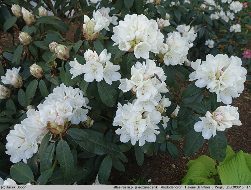 Rhododendron hort. Helene Schiffner