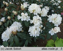 Rhododendron hort. Helene Schiffner