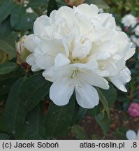 Rhododendron hort. Helene Schiffner