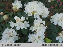 Rhododendron hort. Helene Schiffner