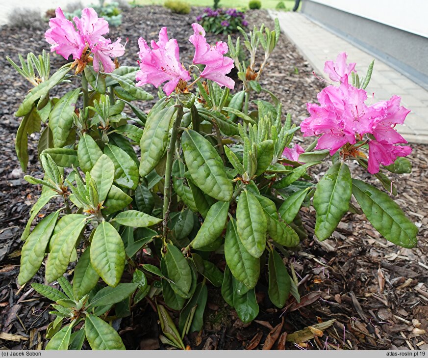Rhododendron hort. Hellikki