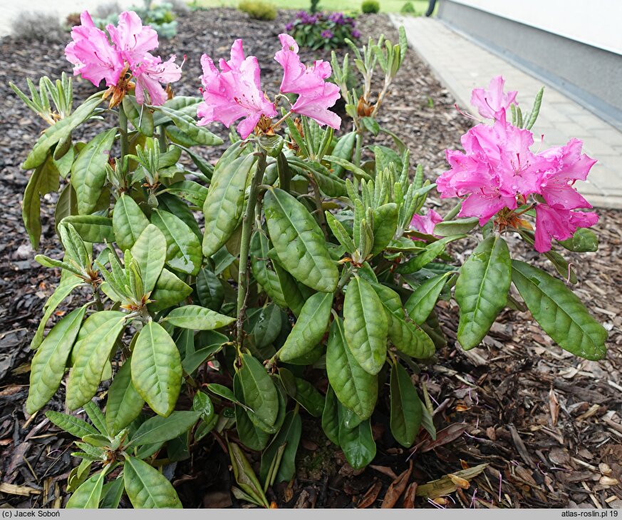 Rhododendron Hellikki