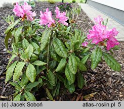 Rhododendron hort. Hellikki