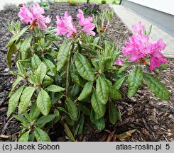 Rhododendron Hellikki