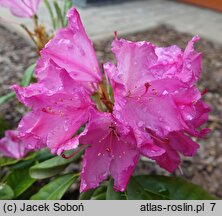 Rhododendron Hellikki