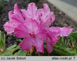 Rhododendron Hellikki