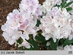 Rhododendron hort. Herkules