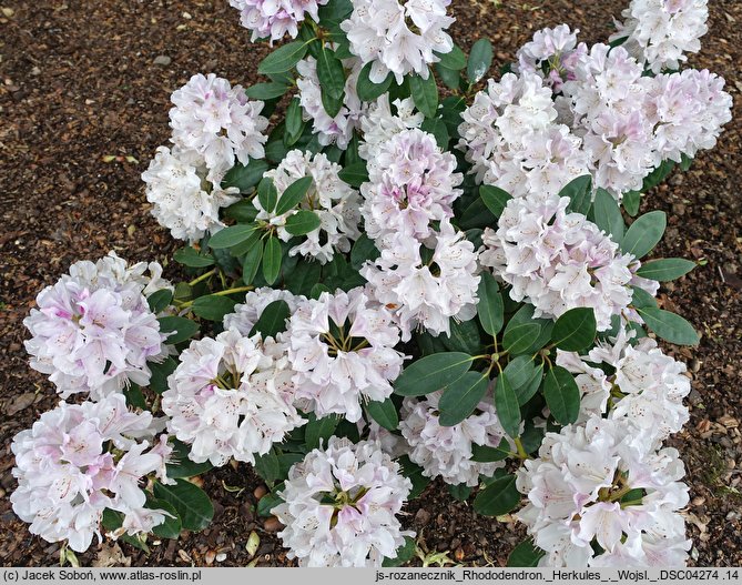 Rhododendron hort. Herkules