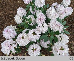 Rhododendron Herkules