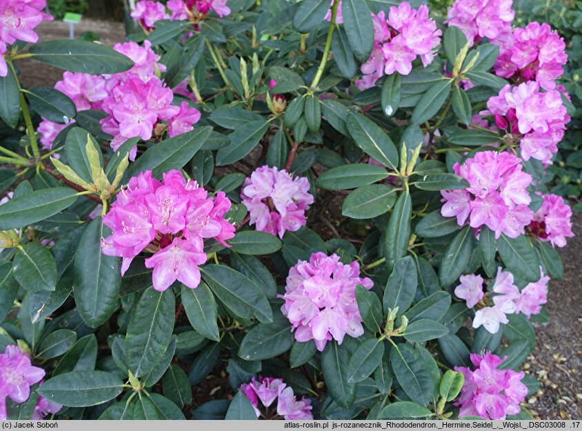 Rhododendron hort. Hermine Seidel