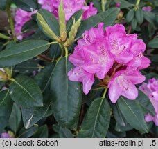 Rhododendron hort. Hermine Seidel