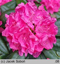 Rhododendron hort. Homer II