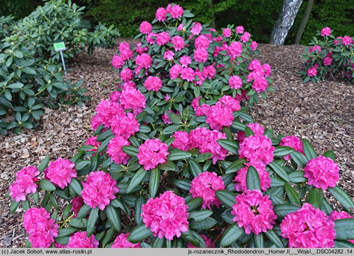 Rhododendron hort. Homer II